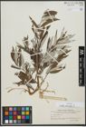 Foto von Salix viminalis L.